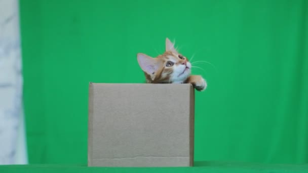 Ginger gatito jugando con caja — Vídeos de Stock