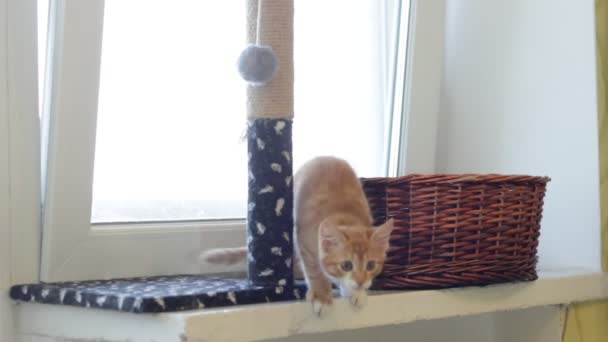 Gingembre chaton ludique — Video