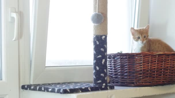 Zencefil oynak yavru kedi — Stok video