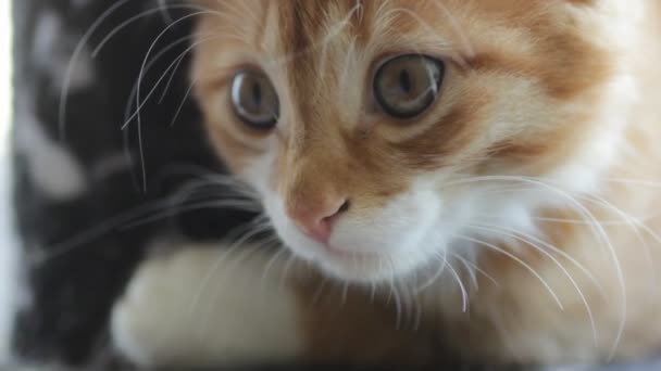 Funny Muzzle Kitten — Stock Video