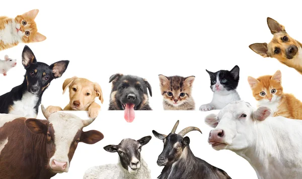 Collection of pet — Stock Photo, Image