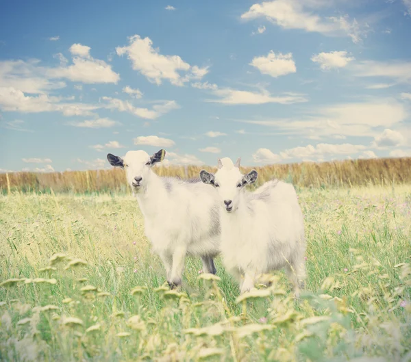 山羊在草坪上 — 图库照片