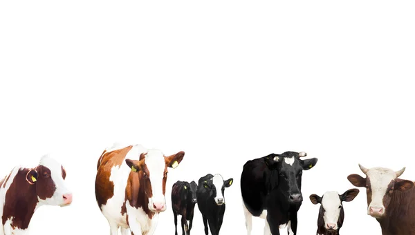 Коровы на белом фоне — стоковое фото