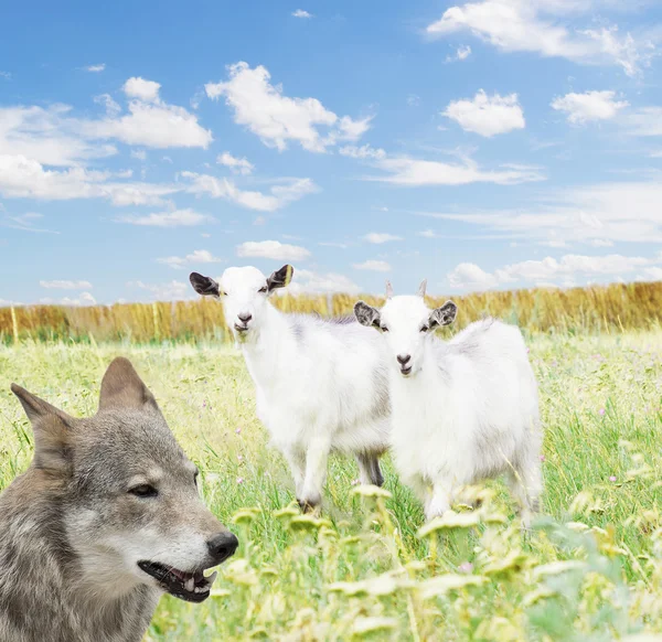 Lobo e cabras — Fotografia de Stock