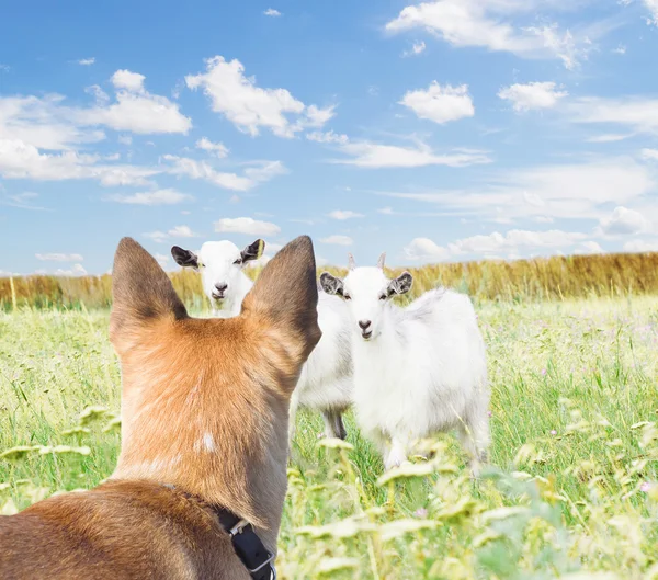 Cani e capre — Foto Stock