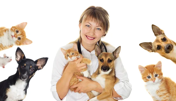 Collection pets — Stock Photo, Image