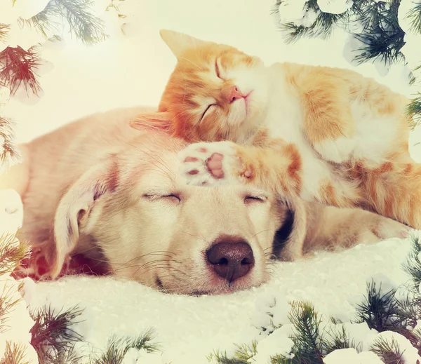 Vánoční kotě a štěně spát — Stock fotografie