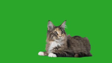 Yeşil bir ekran üzerinde yavru kedi