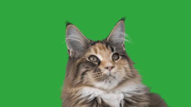 Yeşil bir ekran üzerinde yavru kedi