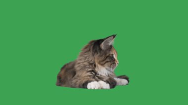 Yeşil bir ekran üzerinde yavru kedi