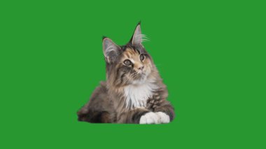 Yeşil bir ekran üzerinde yavru kedi