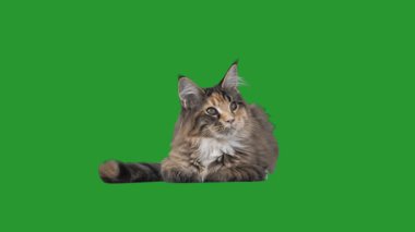 Yeşil bir ekran üzerinde yavru kedi