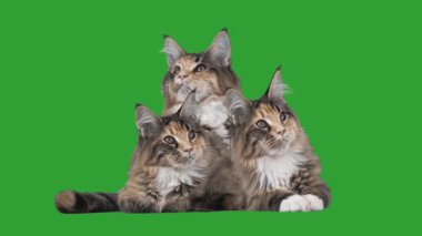 Yeşil bir ekran üzerinde yavru kedi