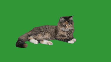 Yeşil bir ekran üzerinde yavru kedi