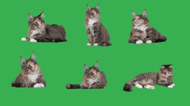 Yeşil bir ekran üzerinde yavru kedi