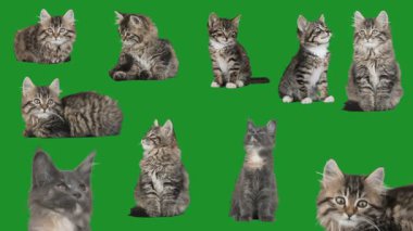 Yeşil ekrandaki kediler