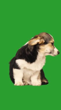 Yeşil ekranda komik köpek yavrusu 