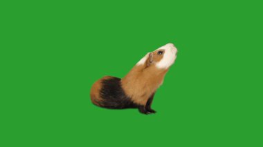 Gine domuzu kafasını yeşil ekrana kaldırdı.