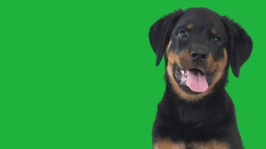 Rottweiler köpek yavrusu yeşil ekranda