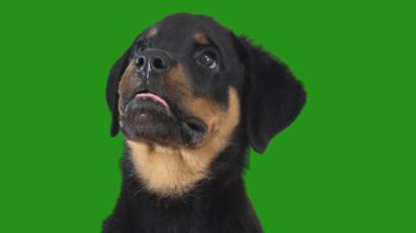 Komik Rottweiler köpek suratı yeşil ekranda
