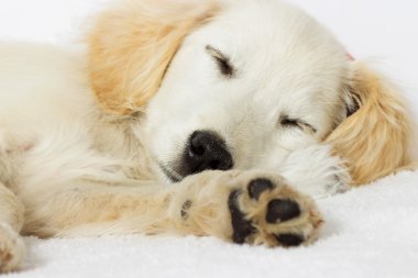 uyku labrador köpek yavrusu