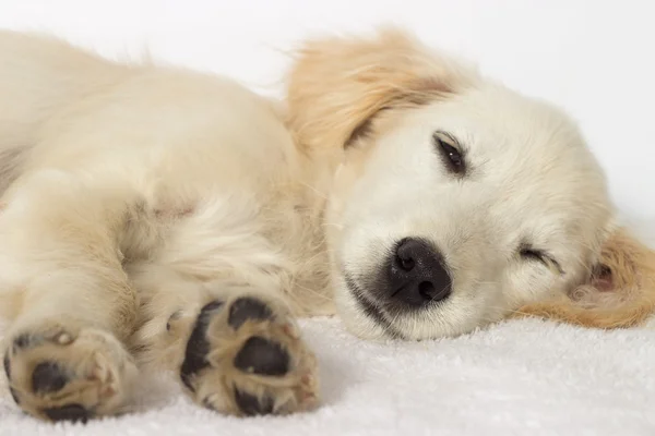 Szczeniak Labrador spanie — Zdjęcie stockowe