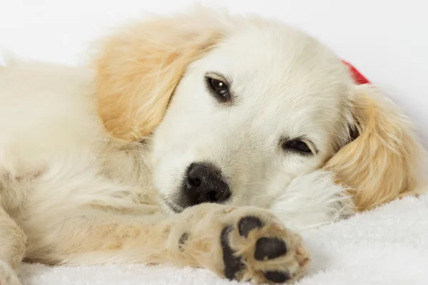 Labrador cachorro dormindo — Fotografia de Stock