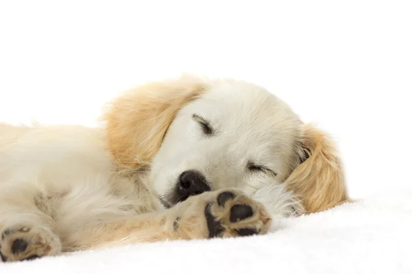 睡觉的拉布拉多犬 — 图库照片