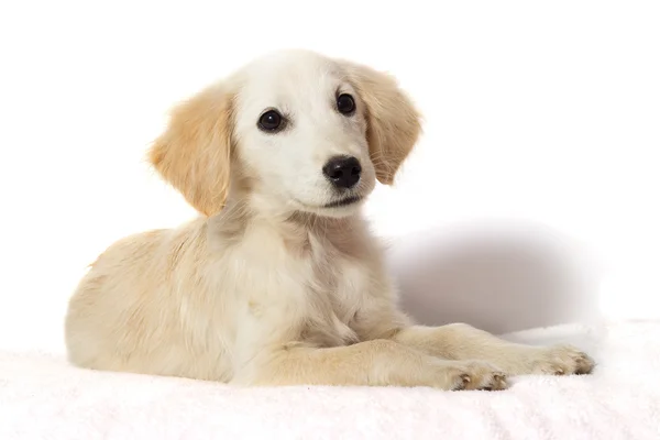 Cãozinho Labrador — Fotografia de Stock