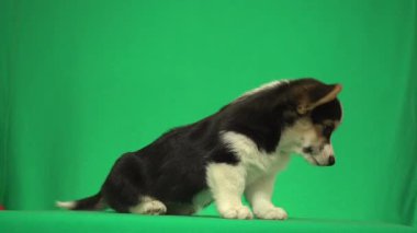Yeşil ekranda Galli Corgi yavrusu