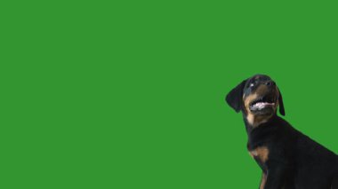 Rottweiler köpek yavrusu yeşil ekranda