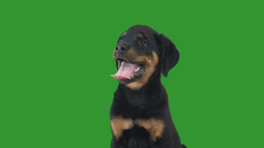 Rottweiler köpek yavrusu yeşil ekranda