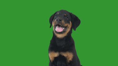 Rottweiler köpek yavrusu yeşil ekranda