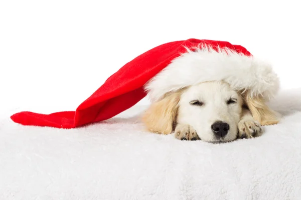 Christmas labrador valp sova — Stockfoto