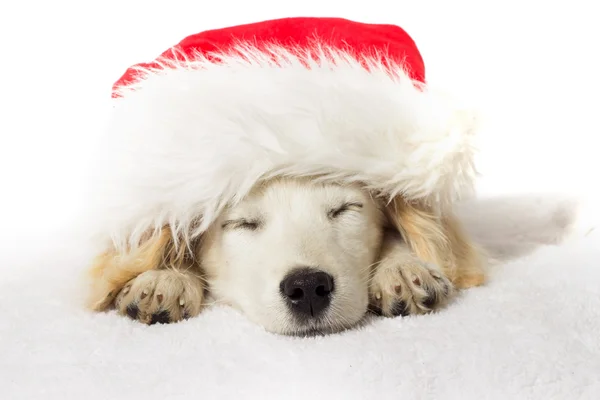 Boże Narodzenie szczeniak labrador spanie — Zdjęcie stockowe