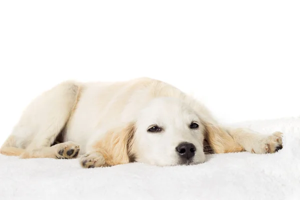 Labrador cachorro dormindo — Fotografia de Stock