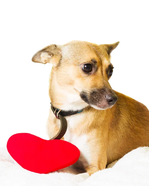 Hund och hjärtat på en vit bakgrund — Stockfoto