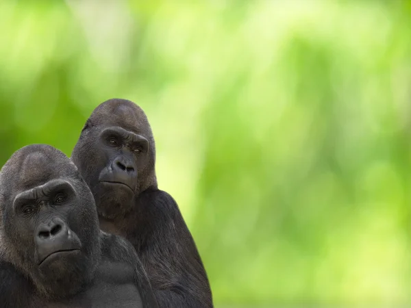 Gorillas — Stock Photo, Image