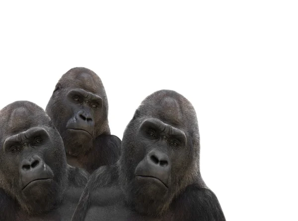 Három gorilla — Stock Fotó