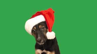 Yeşil ekranda noel kıyafetli komik köpek.