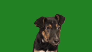 Yeşil ekranda komik köpek