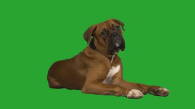 Yeşil ekranda köpek boksörü