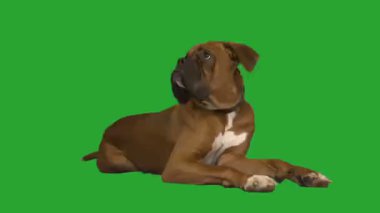 Yeşil ekranda köpek boksörü