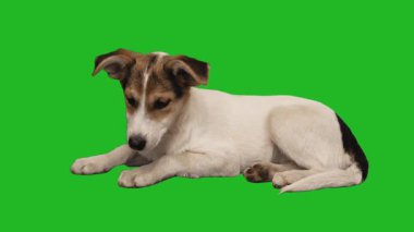 Köpek yeşil ekrana bakar.