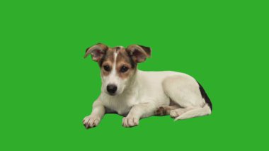 Köpek yeşil ekrana bakar.