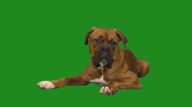 Yeşil ekranda köpek boksörü