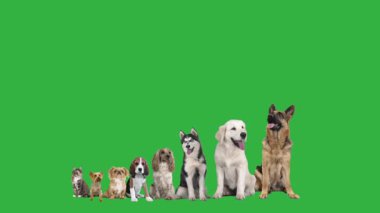 yeşil ekrandaki evcil hayvanlar