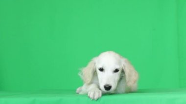 yeşil bir ekran üzerinde oturan köpek yavrusu