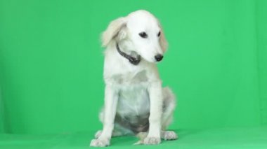 köpek yeşil ekran üzerinde