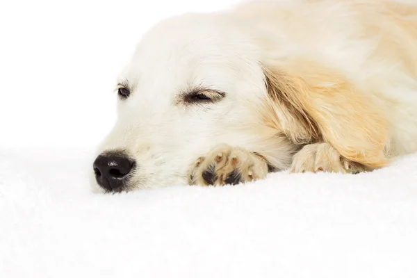 睡觉的拉布拉多犬 — 图库照片